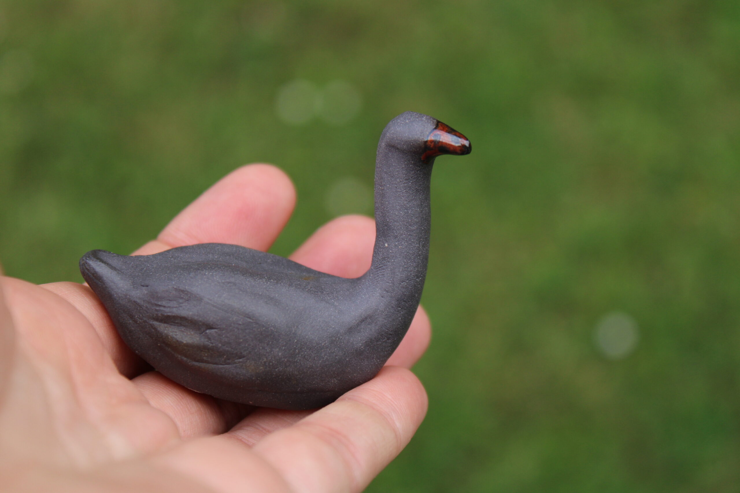 Labuť černá - Obrázek 4